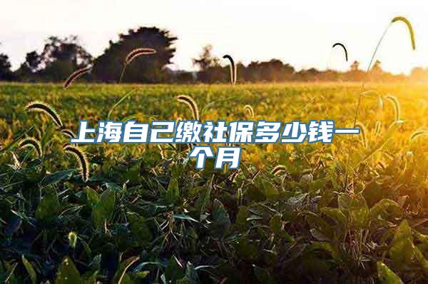 上海自己缴社保多少钱一个月